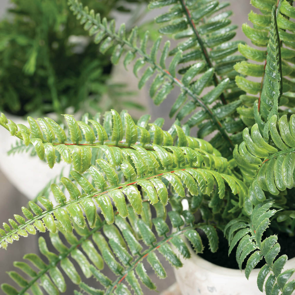 Potted Fern Plant