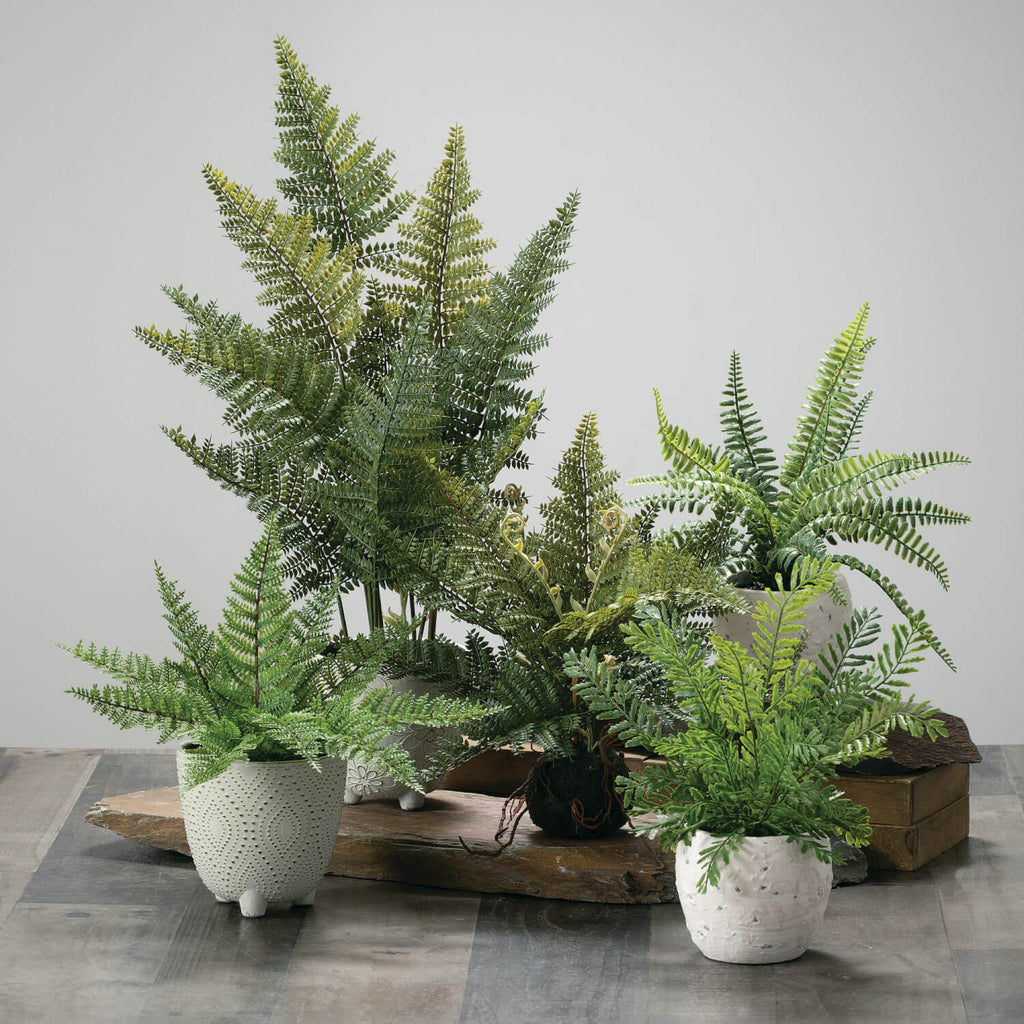 Potted Fern Plant