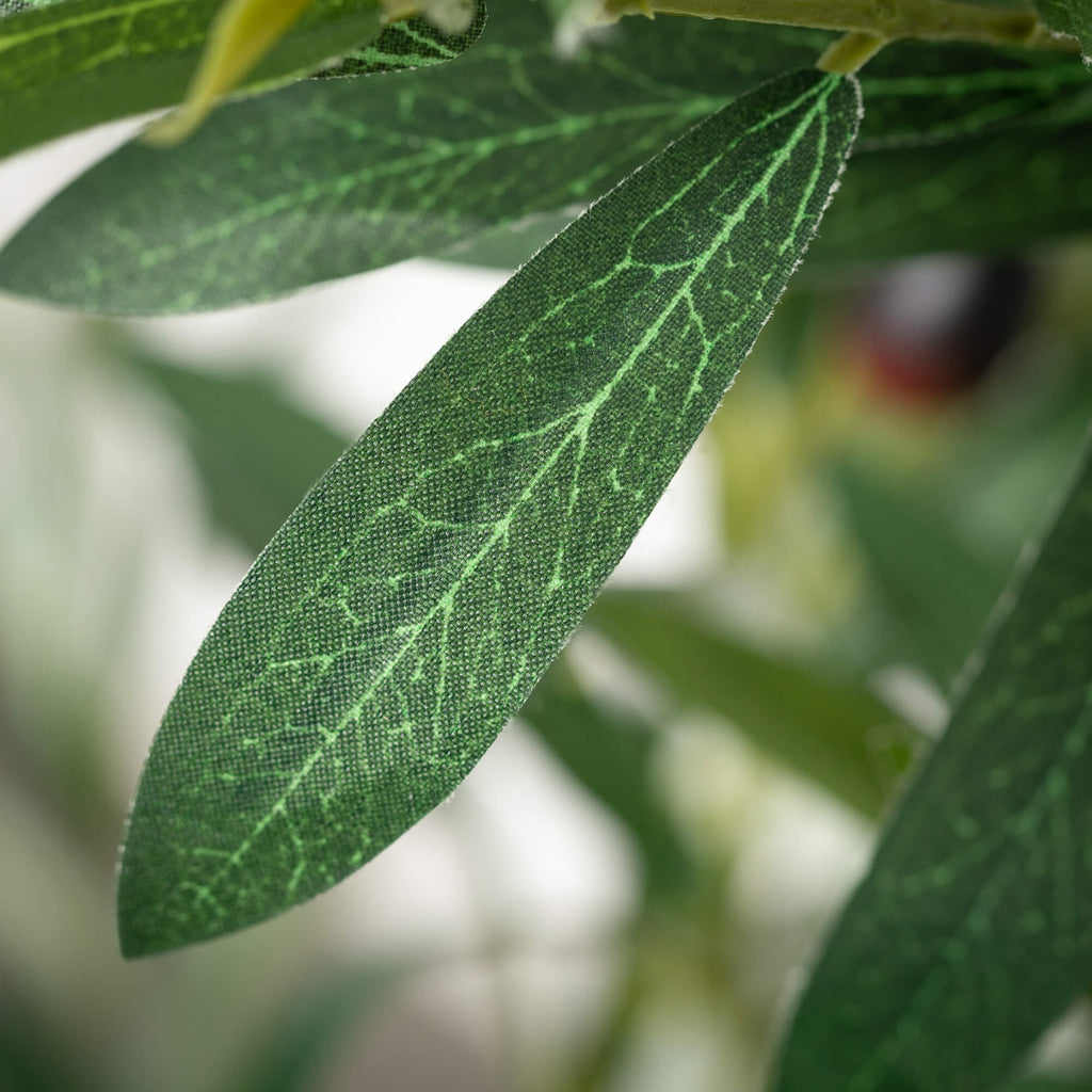 Potted Olive Tree