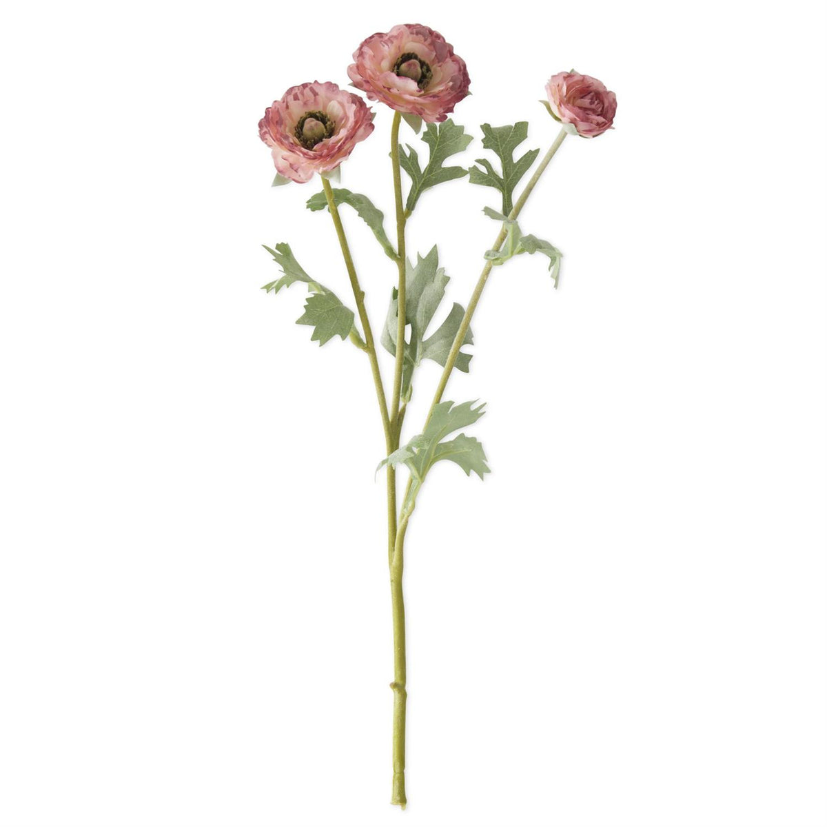 3 Head Pink Ranunculus Stem