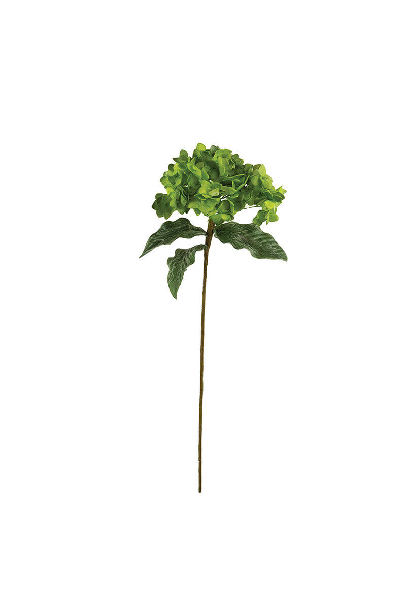 Green Hydrangea Botanica