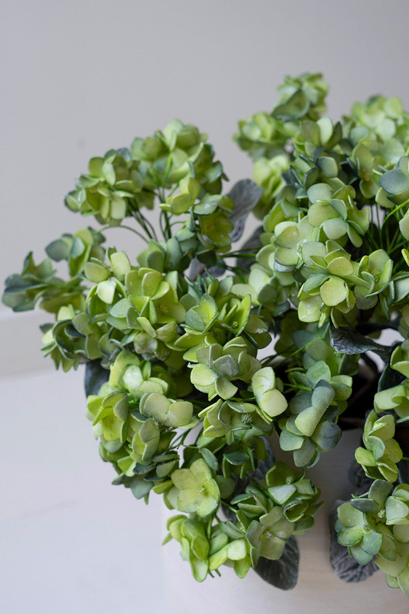 Green Hydrangea Botanica
