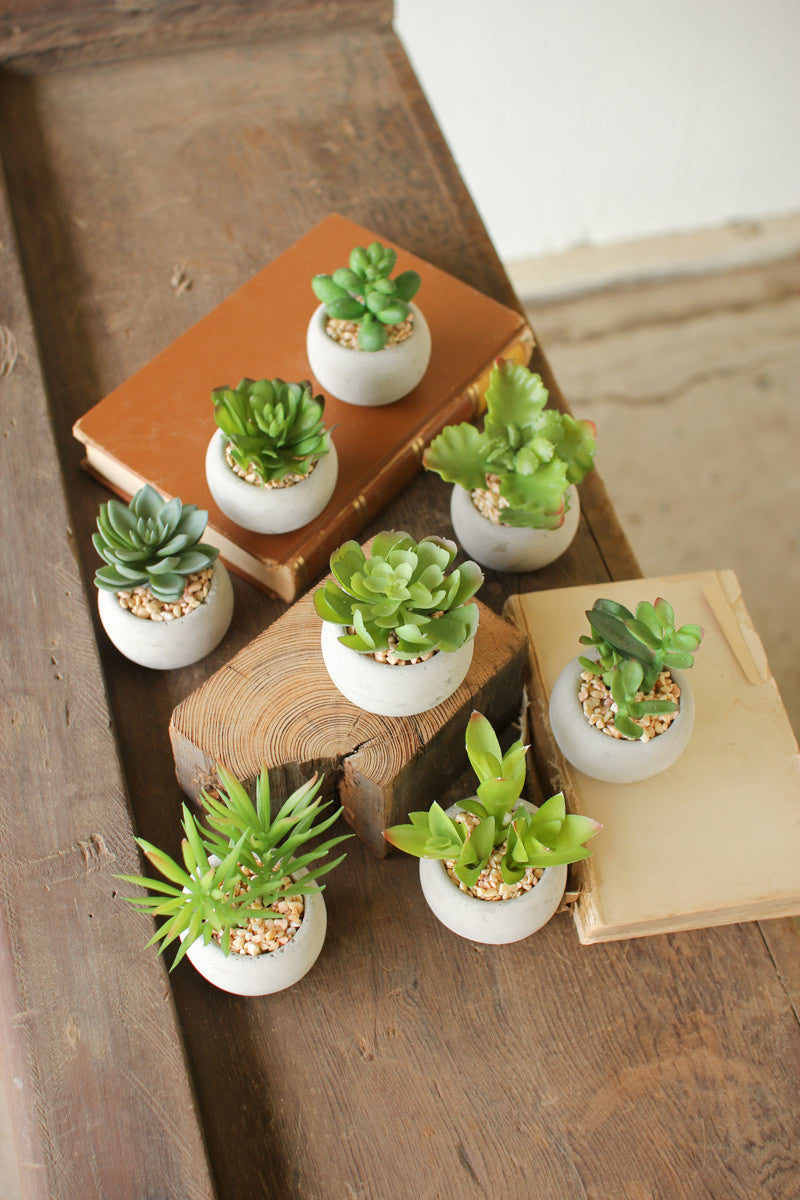 Small Succulents with Round Cement Pot