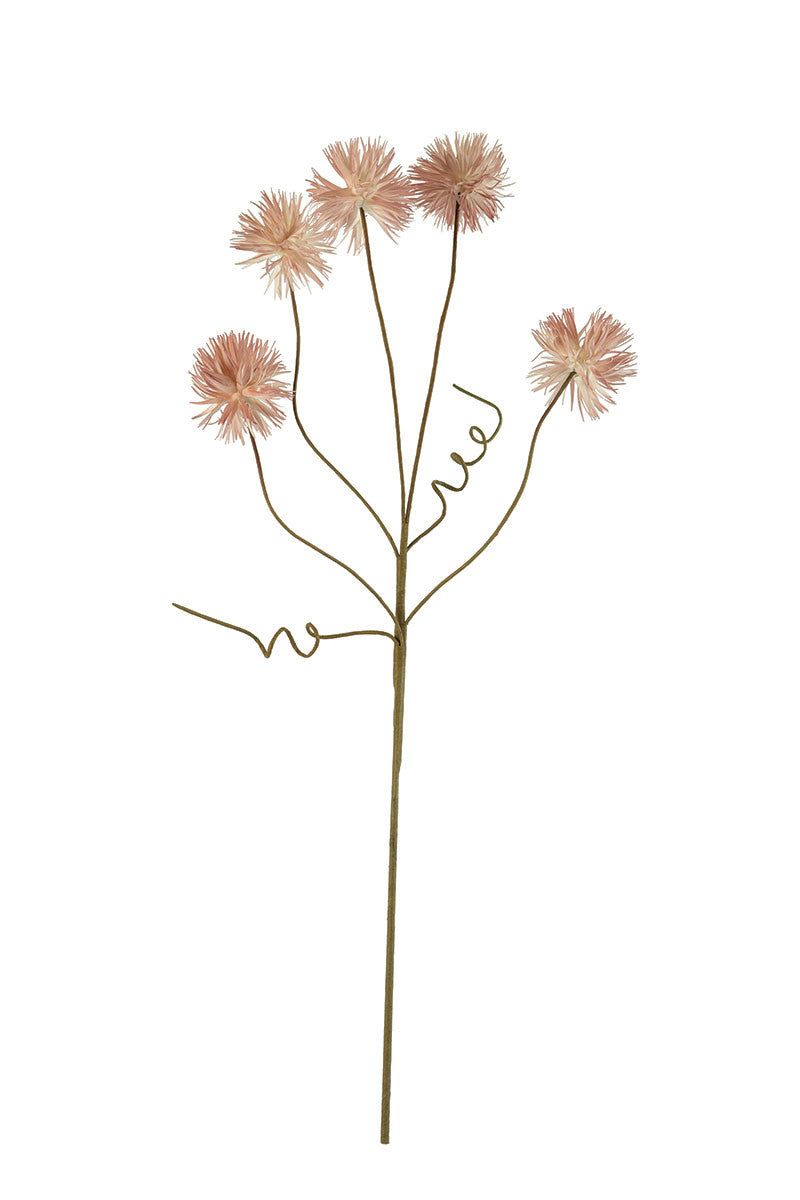 Pink Pom Pom Botanica