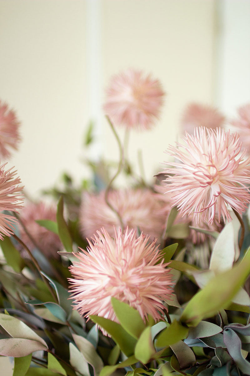 Pink Pom Pom Botanica