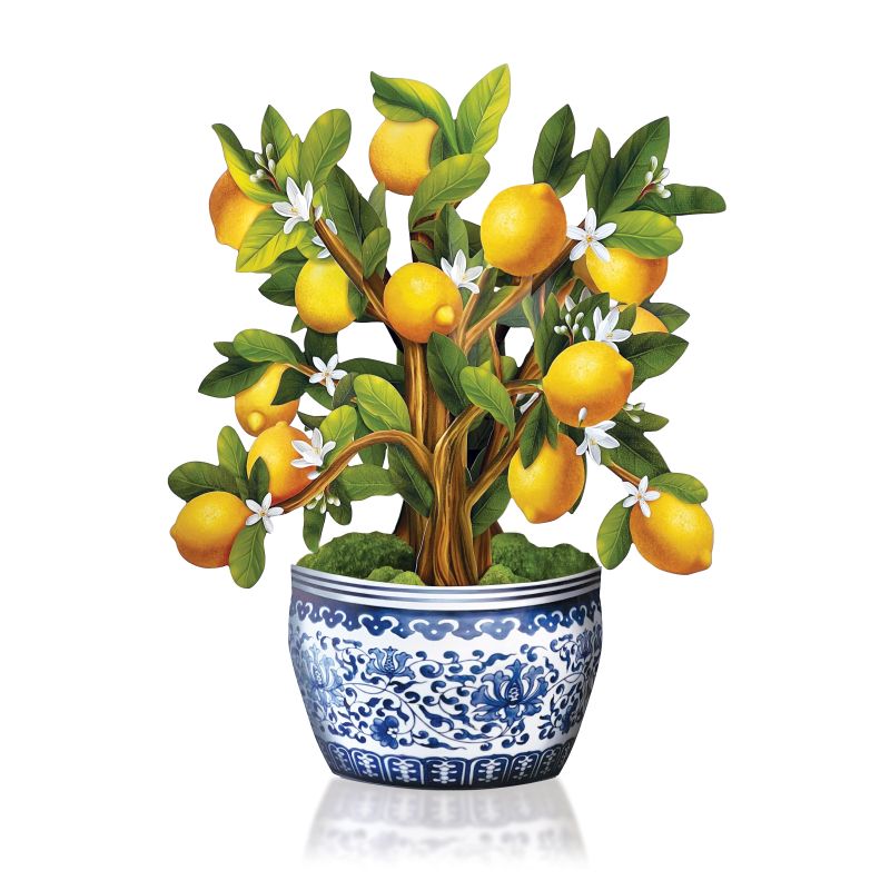 Lemon Blossom Tree
