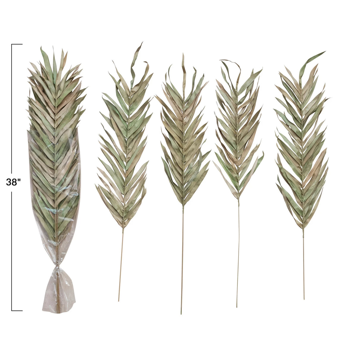 Dried Natural Fountain Palm Bunch, Sage Color