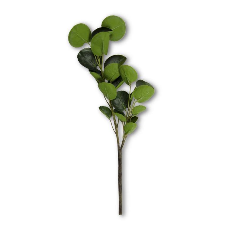 Eucalyptus Stem