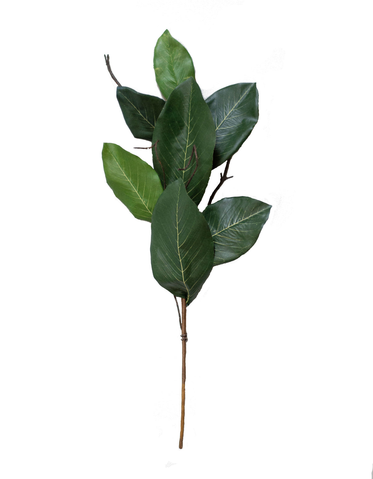 Mountain Magnolia Leaf 22"